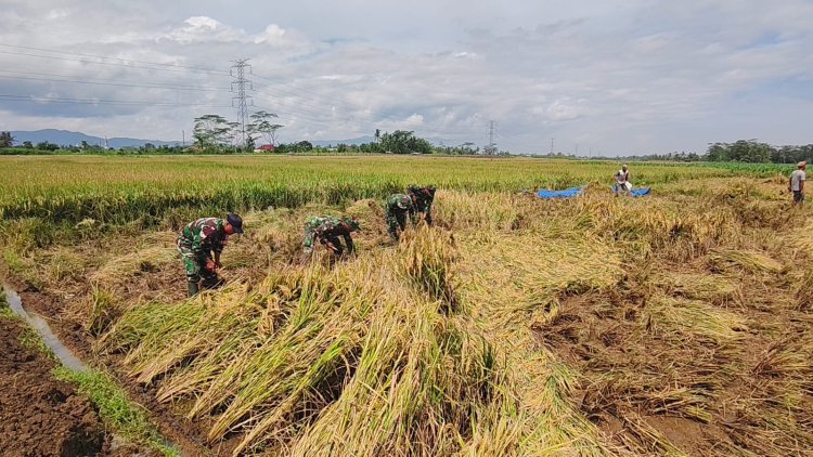 Panen  Padi Bersama Poktan Dan Babinsa