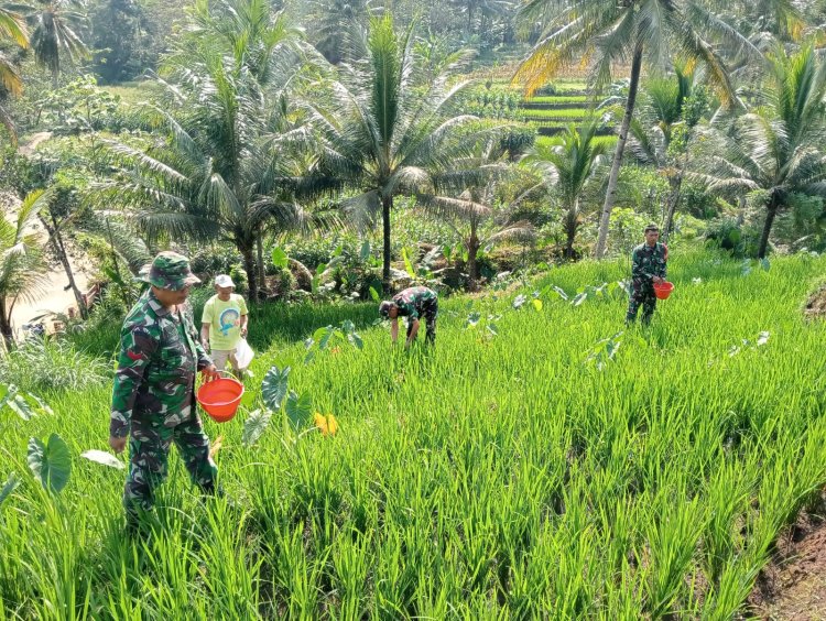 Sukseskan Ketahanan Pangan Danramil dan Babinsa Bantu Petani Tanam Padi
