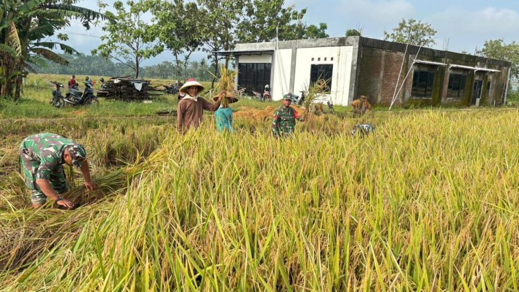 Babinsa Koramil 02 Klampok Dampingi Panen Padi di Desa Kalimandi