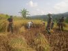 Danramil dan Babinsa turun Langsung membantu warga Panen Padi
