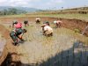 Babinsa Koramil 14 Madukara  Dampingi Petani Tanam Padi