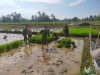 Koramil 15 Rakit bersama warga binaan dan kelompok tani Tanam Padi Bibit Unggul