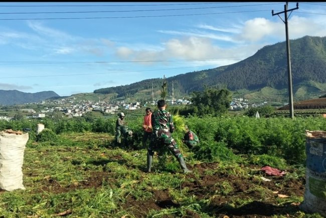 Koramil 05 Batur Bantu Panen Dengan Penuh Semangat