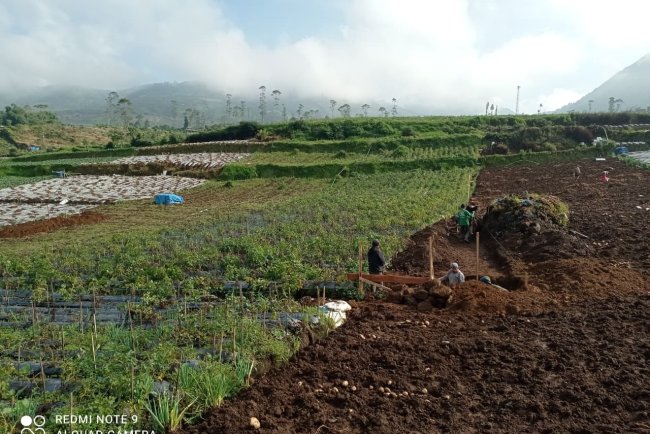 Babinsa Batur Awasi Penggalian Pondasi Pembangunan KDKMP di Pekasiran