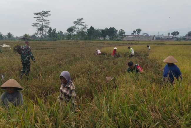 Semangat Babinsa Kebersamaan Membantu Pentani Saat Penan Padi diwilayah