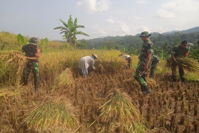 Danramil dan Babinsa turun Langsung membantu warga Panen Padi