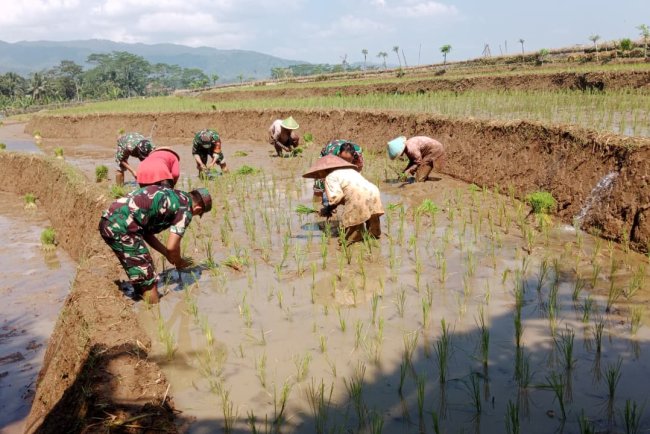 Babinsa Koramil 14 Madukara  Dampingi Petani Tanam Padi
