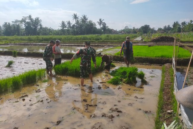 Koramil 15 Rakit bersama warga binaan dan kelompok tani Tanam Padi Bibit Unggul