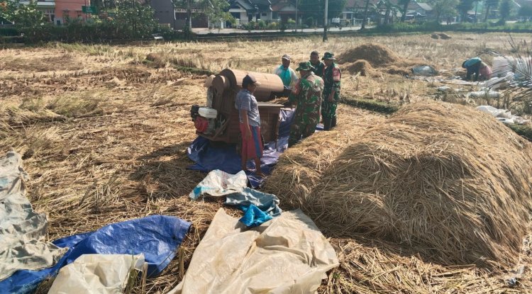 Danramil 08 Purwanegara Turun ke Sawah Bantu Petani Panen Padi di Desa Gumiwang