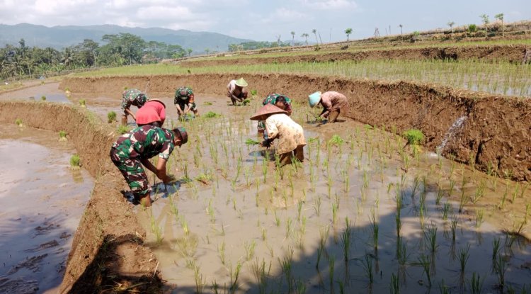Babinsa Koramil 14 Madukara  Dampingi Petani Tanam Padi