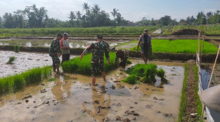 Koramil 15 Rakit bersama warga binaan dan kelompok tani Tanam Padi Bibit Unggul