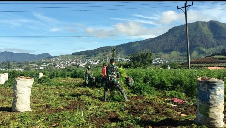 Koramil 05 Batur Bantu Panen Dengan Penuh Semangat