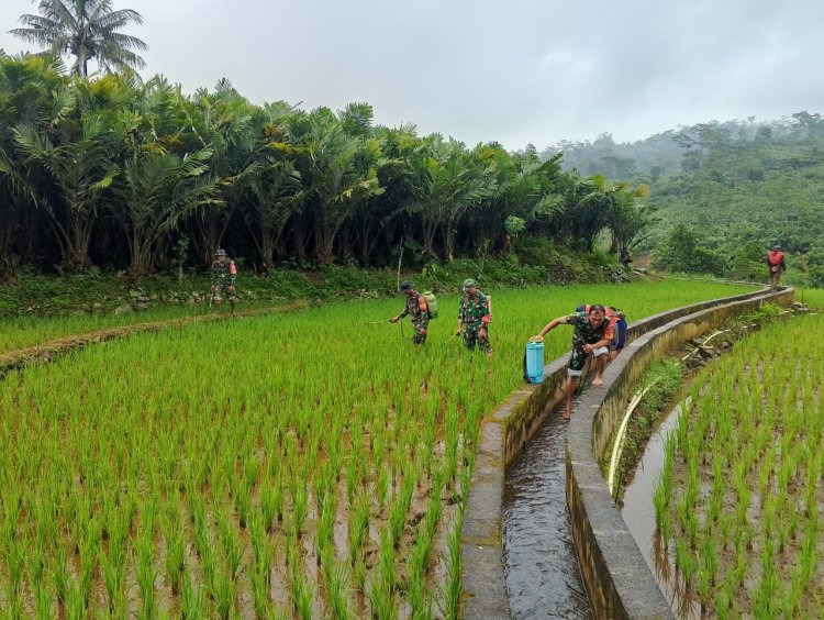 Wujud Kepedulian Babinsa Bantu Petani Perawatan Tanaman padi Di Wilayah Binaan