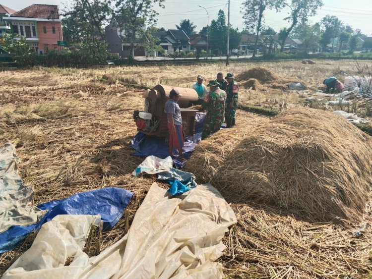 Danramil 08 Purwanegara Turun ke Sawah Bantu Petani Panen Padi di Desa Gumiwang