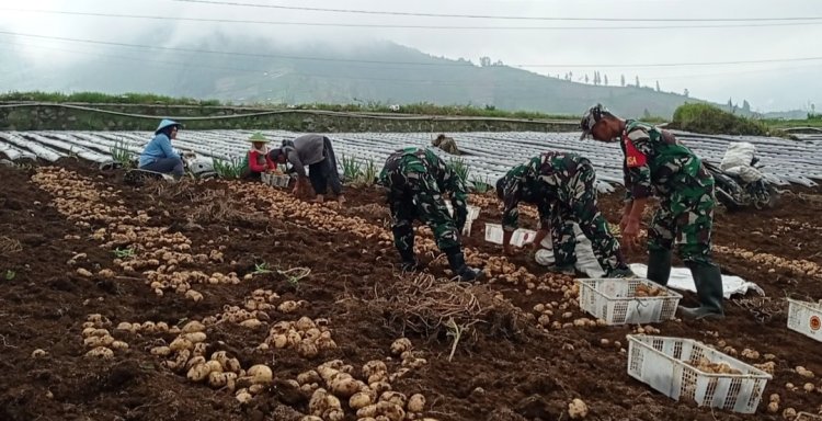 Panen Sepanjang Tahun Koramil Bantu Petani Manfaatkan Potensi Wilayah