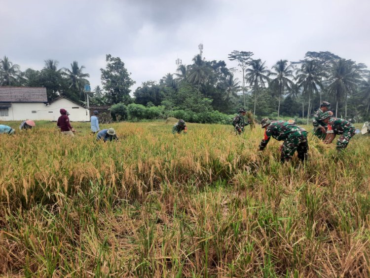 Babinsa Koramil 03 Wanadadi Dampingi Panen Padi di Desa Kasilib