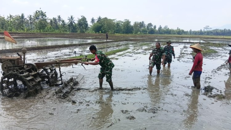 Persiapan Lahan Tanaman Padi Babinsa Ikut Serta Traktor Bersama Dengan Petani