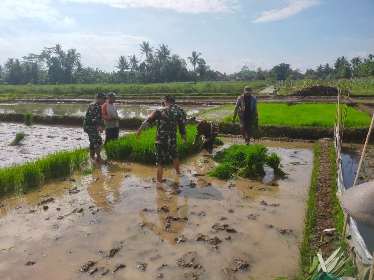 Koramil 15 Rakit bersama warga binaan dan kelompok tani Tanam Padi Bibit Unggul