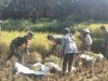 KORAMIL 16 PEJAWARAN MENDAMPINGI PETANI MELAKUKAN PEMANENAN PADI