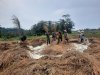 Koramil 03 Wanadadi Bersama Poktan Margo Tani Gelar Panen Padi Inpari