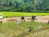Koramil 11 Punggelan Laksanakan Pendampingan Tanam Padi di Desa Badakarya