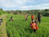 Babinsa Koramil 13 Banjarmangu Sengkuyung Bantu Tanam  Padi di Desa Binaan