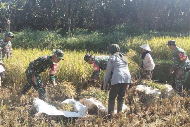 KORAMIL 16 PEJAWARAN MENDAMPINGI PETANI MELAKUKAN PEMANENAN PADI