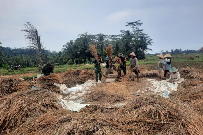 Koramil 03 Wanadadi Bersama Poktan Margo Tani Gelar Panen Padi Inpari