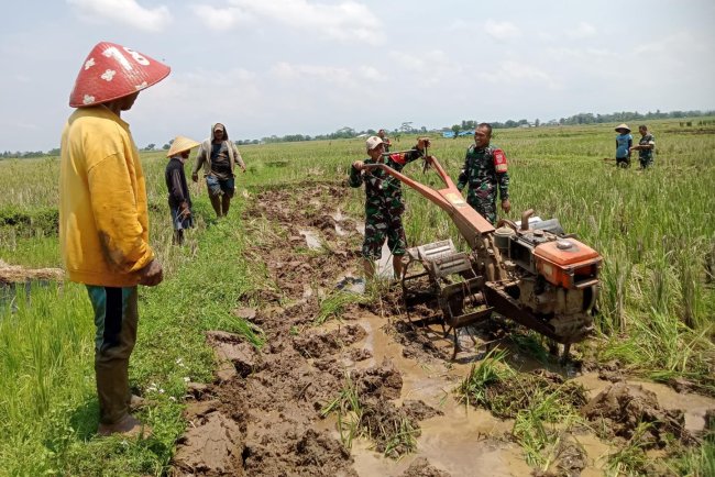 Babinsa Koramil 07 Mandiraja Bantu Petani Olah Lahan Persemaian Padi