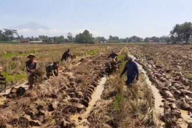 Babinsa Bergelut Dengan Traktor Olah Lahan Bersama Petani
