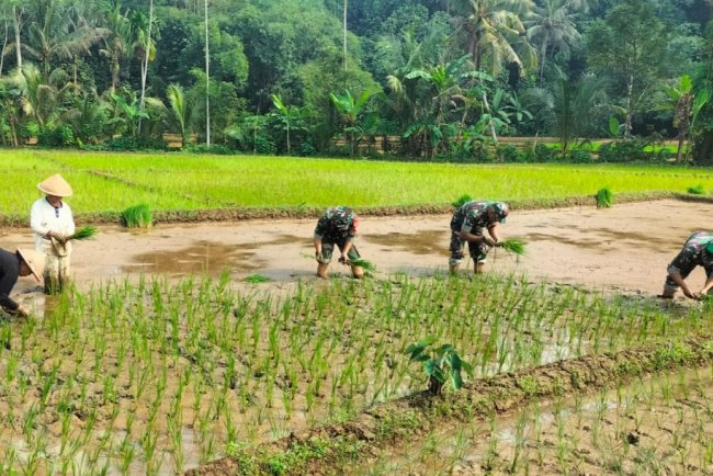 Koramil 11 Punggelan Laksanakan Pendampingan Tanam Padi di Desa Badakarya