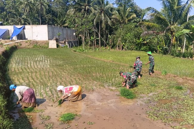 Babinsa Koramil 13 Banjarmangu Sengkuyung Bantu Tanam  Padi di Desa Binaan