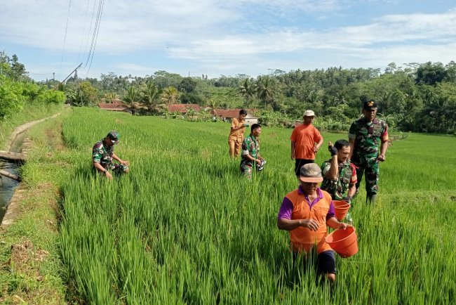 Babinsa Koramil 13 Banjarmangu Sengkuyung Bantu Tanam  Padi di Desa Binaan