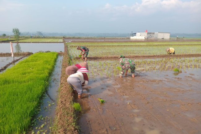 Babinsa Koramil 02 Klampok melaksanakan Menanam Padi