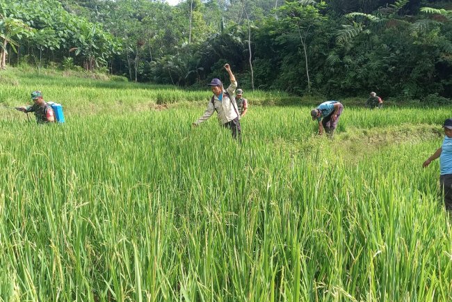Babinsa Koramil 04 Karangkobar Bantu Pok Tan Penyemprotan Padi Di Desa Jlegong