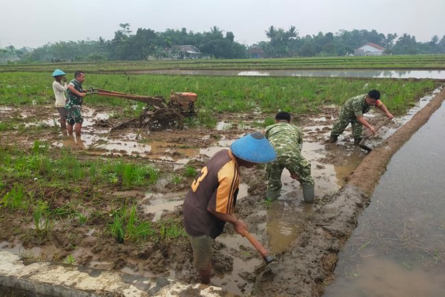 Semangat Babinsa Kebersamaan Membantu Pentani Saat olah lahan diwilayah