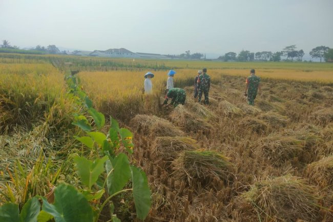 Danramil 08 Purwanegara Turun ke Sawah, Bantu Petani Panen di Desa Kutawuluh