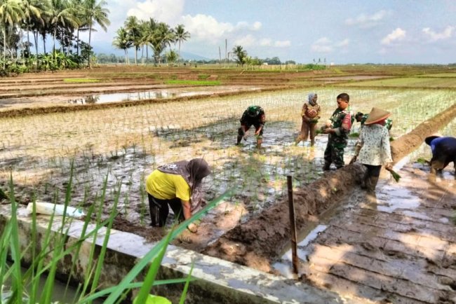 Turun Kesawah Babinsa Bantu Petani Taman Padi