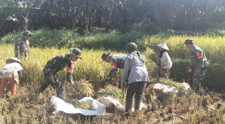 KORAMIL 16 PEJAWARAN MENDAMPINGI PETANI MELAKUKAN PEMANENAN PADI