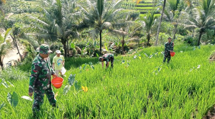 Bantu Petani Pemupukan Padi Merupakan Salah Satu Bentuk Perhatian Danramil Dan Babinsa