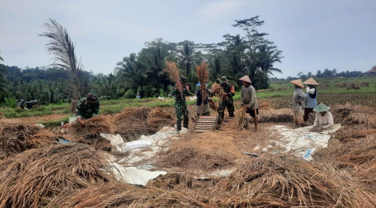 Koramil 03 Wanadadi Bersama Poktan Margo Tani Gelar Panen Padi Inpari