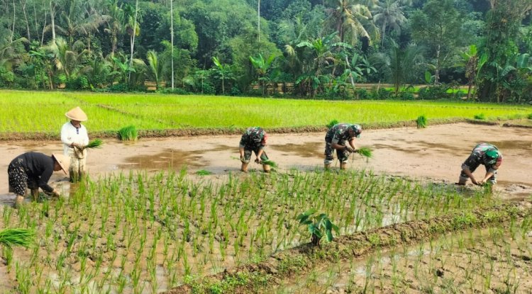 Koramil 11 Punggelan Laksanakan Pendampingan Tanam Padi di Desa Badakarya