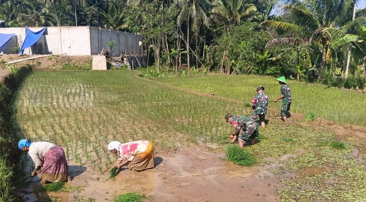 Babinsa Koramil 13 Banjarmangu Sengkuyung Bantu Tanam  Padi di Desa Binaan
