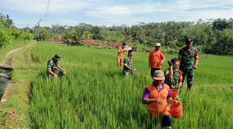 Babinsa Koramil 13 Banjarmangu Sengkuyung Bantu Tanam  Padi di Desa Binaan