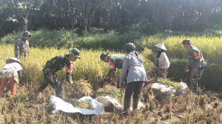 KORAMIL 16 PEJAWARAN MENDAMPINGI PETANI MELAKUKAN PEMANENAN PADI