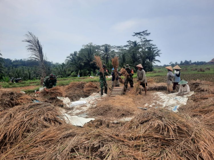 Koramil 03 Wanadadi Bersama Poktan Margo Tani Gelar Panen Padi Inpari