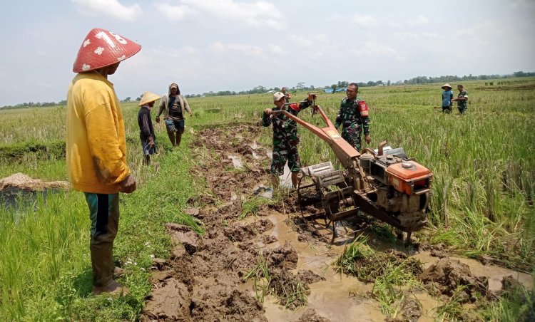 Babinsa Koramil 07 Mandiraja Bantu Petani Olah Lahan Persemaian Padi
