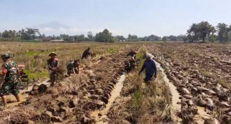 Babinsa Bergelut Dengan Traktor Olah Lahan Bersama Petani