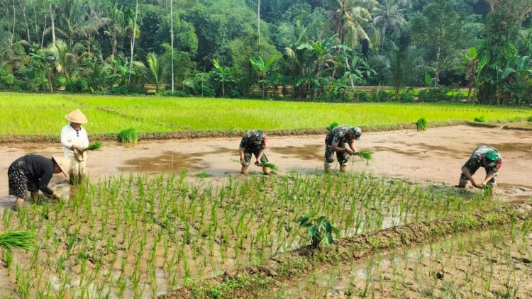 Koramil 11 Punggelan Laksanakan Pendampingan Tanam Padi di Desa Badakarya