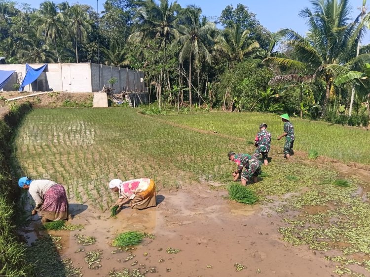 Babinsa Koramil 13 Banjarmangu Sengkuyung Bantu Tanam  Padi di Desa Binaan